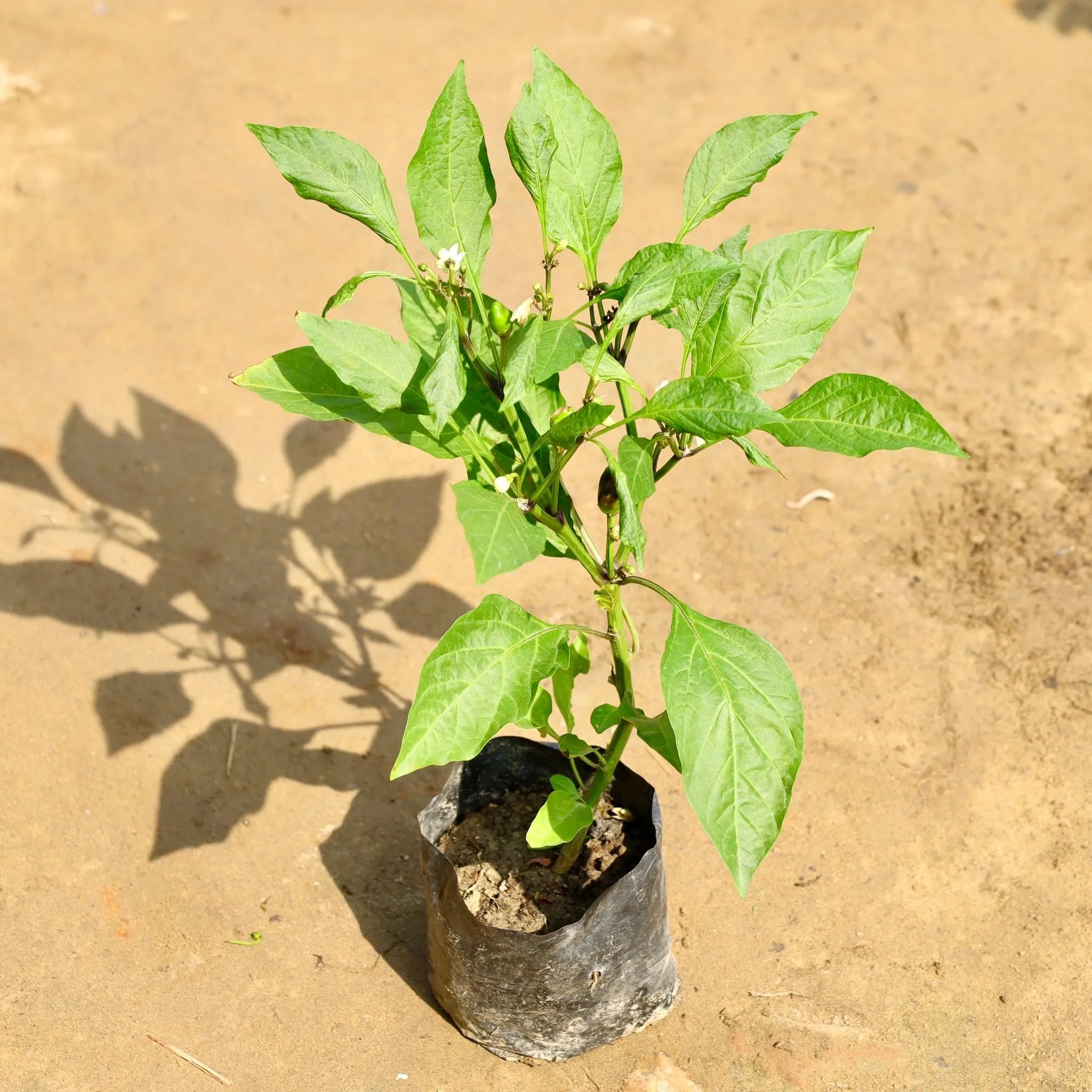 Live Green Chilli Plant - Home Garden & FREE SHIPPING -2