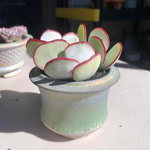 Miniatura 2 de FWPP Plantas suculentas vivas Echeveria 'ceja blanca' de 2 pulgadas, paquete de 3 unidades, suculentas verdes raras con raíz desnuda sin tierra de