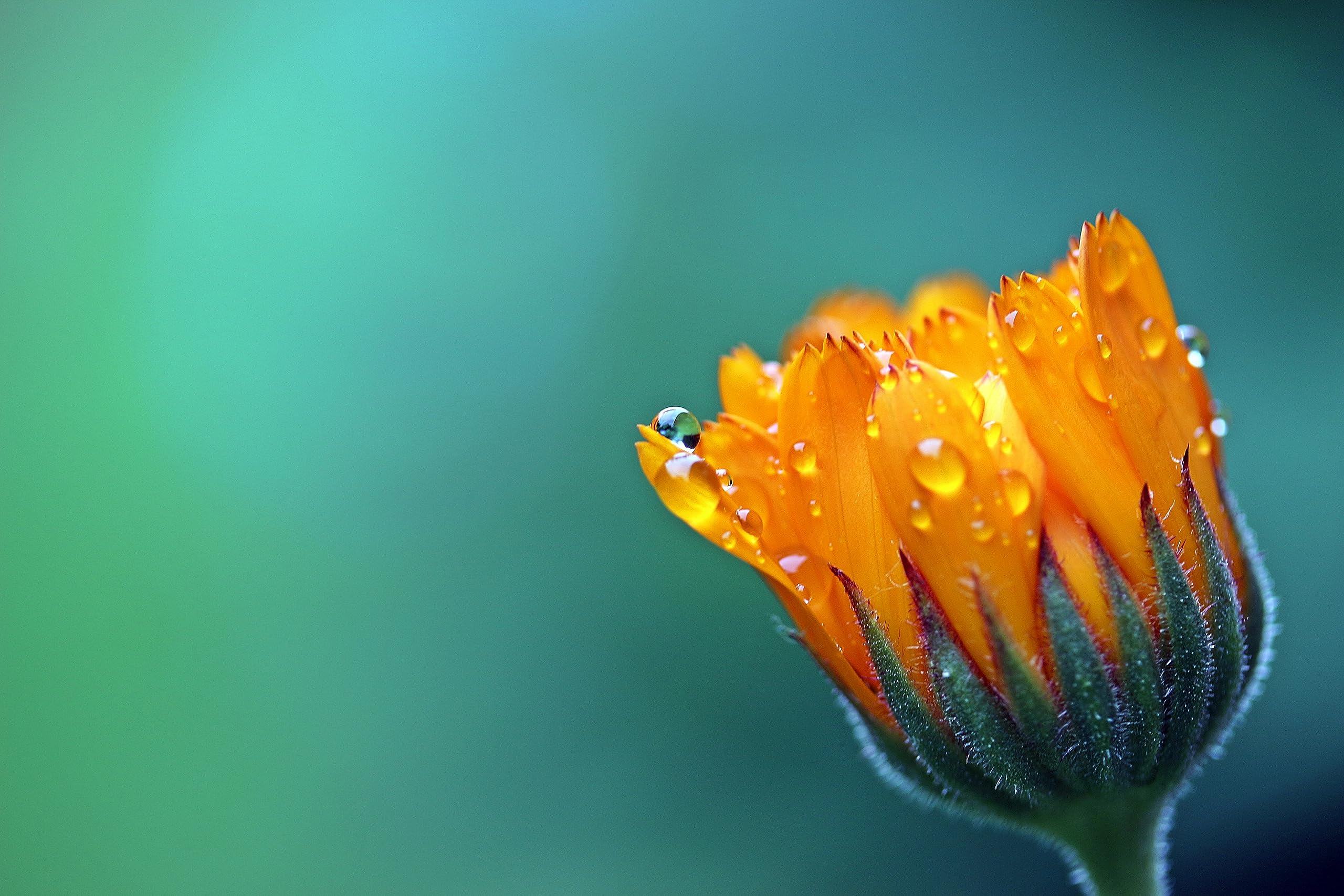Ringelblumen (Calendula officinalis 'Wildform') Samen. Heilpflanze (20000 Samen = 240,0g)