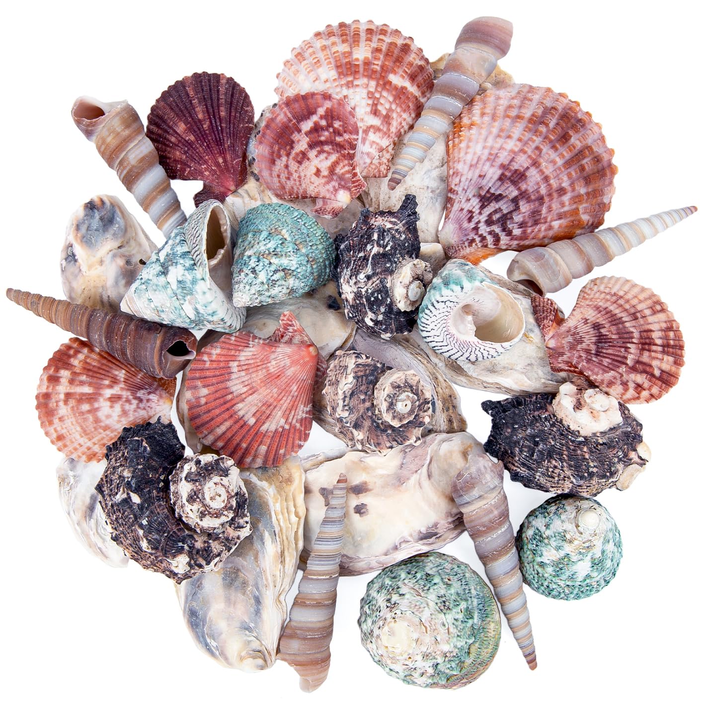 JQAQJU Mixed Natural Sea Shells 1.4-3.1in Bulk 11oz - Colorful Spiral Seashells for Crafts, Beach Weddings, Fish Tanks & DIY Decor