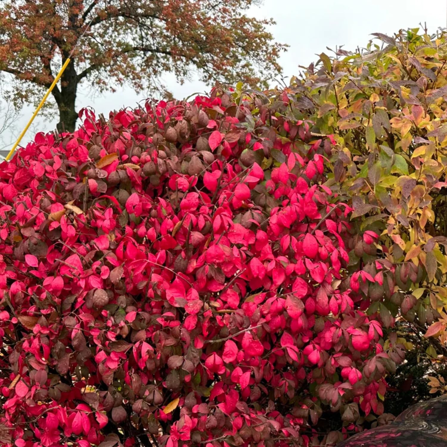 10 Red Euonymus Shrub Cuttings, Red Burning Bush Rooted