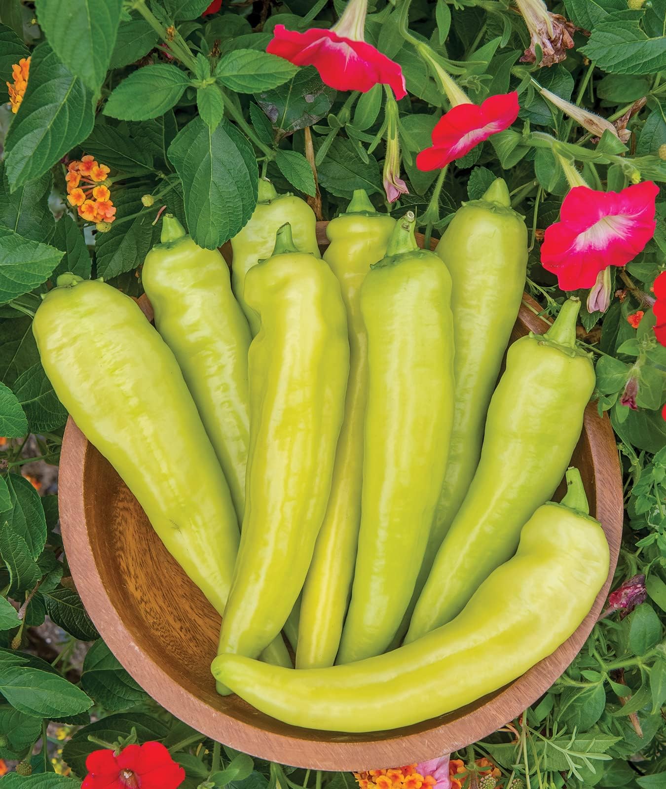 Amazon.com : Hungarian Wax Hot Pepper Seeds - 200 Seeds Non-GMO : Patio ...