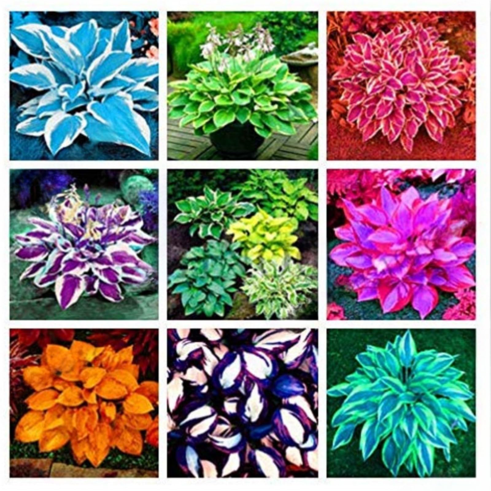 Hostas Bulbs for Planting Now UK Perennial Ornamental Perennial Good for Containers Greening Easy Plant Natural Organic Excellent Display Plant Bulbs-15Bulbs-greenG