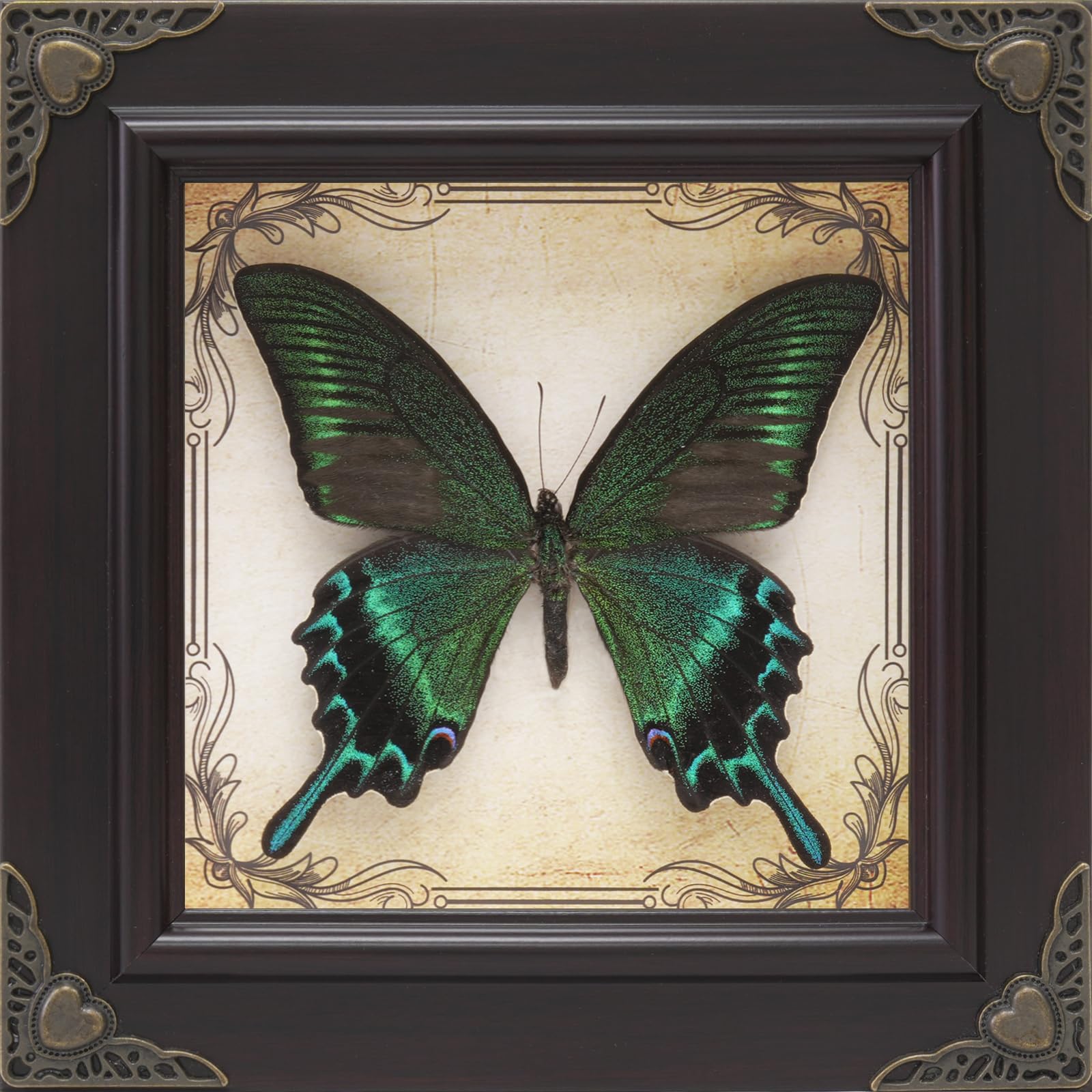 Amazon.com - RISDORAY Handmade Real Butterfly Framed with 5 Pieces