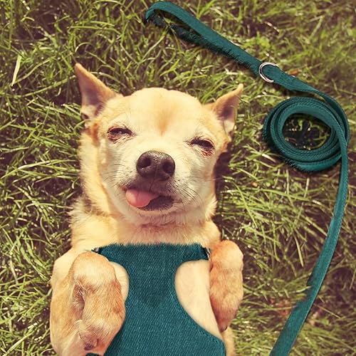 Miniatura 7 de Didog Juego de arnés y correa para perro pequeño, suave y lindo arnés para perros pequeños, arnés ajustable para perros pequeños, arnés para perros