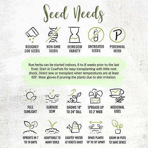 Miniatura 8 de Seed Needs Semillas de Rúe para Plantar Hierbas Medicinales - Semillas Perennes Autóctonas No Transgénicas y Sin Tratar para Cultivar un Jardín