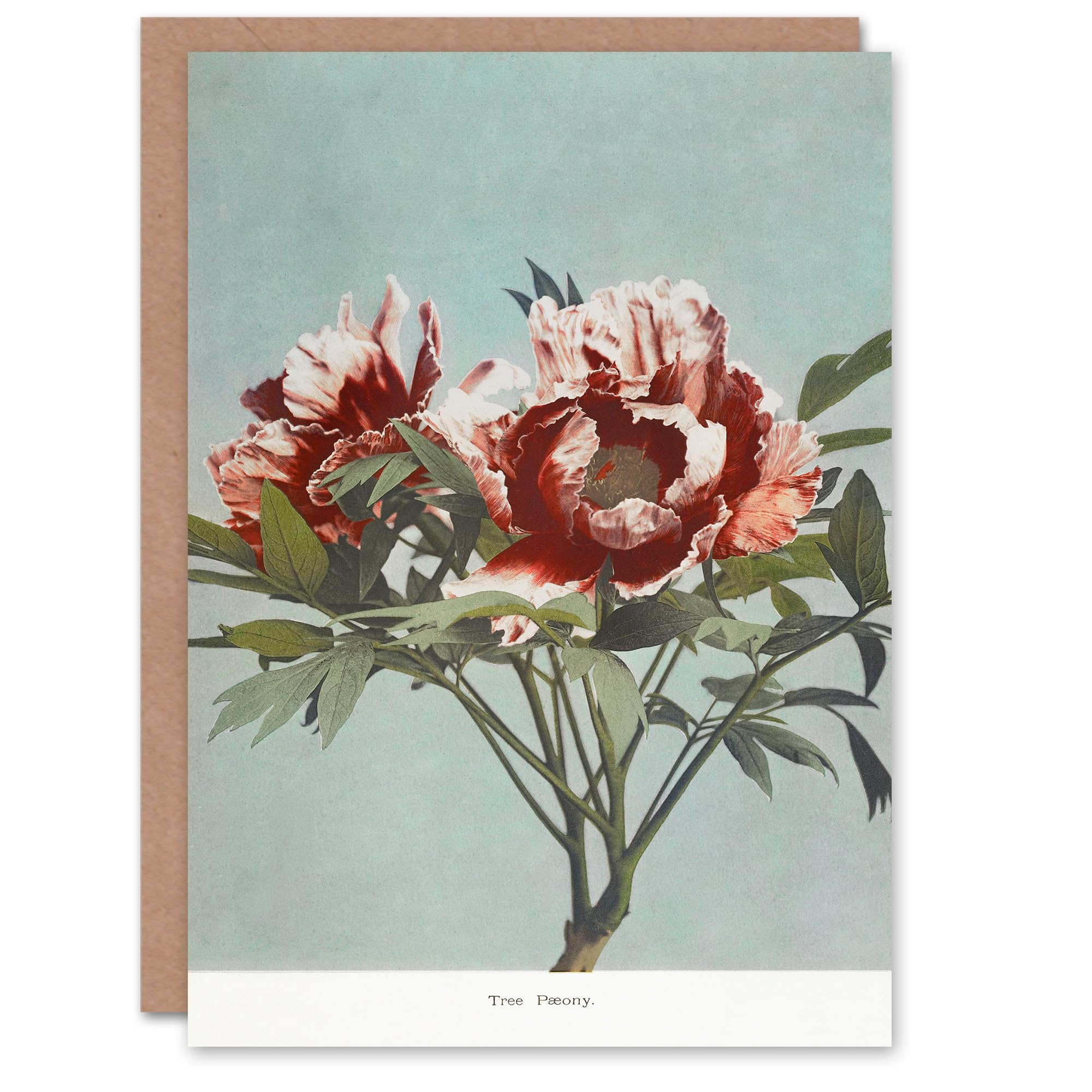 Ogawa Kazumasa Japanese Art Card Tree Peonies Pink Flower Blooms