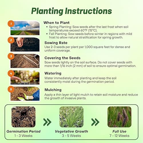 Miniatura 3 de Outsidepride - 25semillas de la hierba ornamental perenne Pennisetum thunbergii (Red Buttons) para sembrar