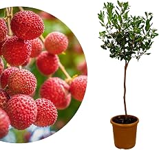 Meine Orangerie Strawberry Tree – Arbutus Unedo – Frosted Tree Plant with Edible Fruits – Mediterranean Pot Plant in Diameter 20 cm Pot for Garden, Patio & Balcony – Height Including Pot Approx. 90-100 cm