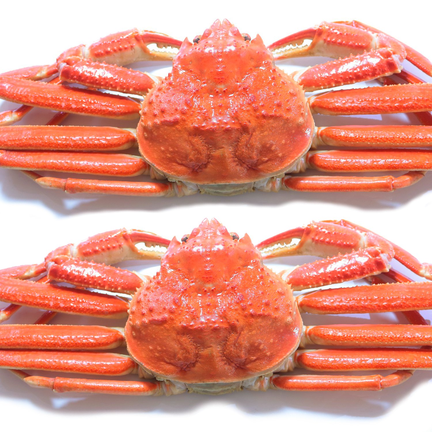 黒帯 ズワイガニ 姿 訳あり ボイル ずわいがに姿 天然 本ずわい蟹 良品選別加工済 ブランド保証付