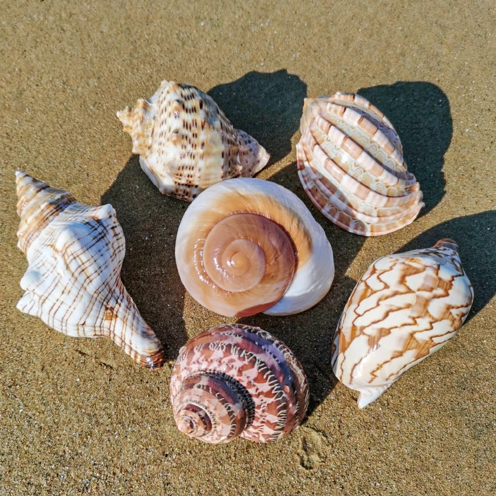 Conchiglie per artigianato, 6 pezzi di conchiglie naturali per acquario, eremita, granchio, materiale per la casa, ornamenti per la casa, regalo, 5-10 cm