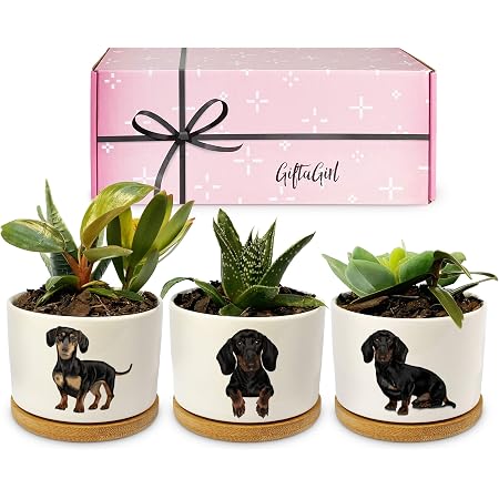 KIKKERLAND Daisy The Dackel Pflanzgefäß – Niedlicher Übertopf In Dackel-Form Für Sukkulenten & Kleine Pflanzen