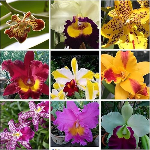 Venta - 3 plantas grandes de orquídeas vivas Cattleya