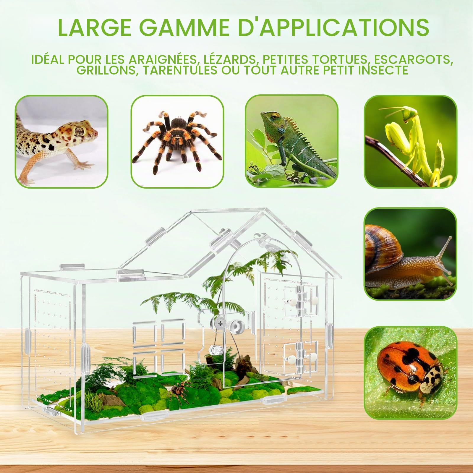 Acryl terrarium pour araignées sauteures, terrarium pour araignées sauteures, terrarium polyvalent pour reptiles pour tarentule, gecko