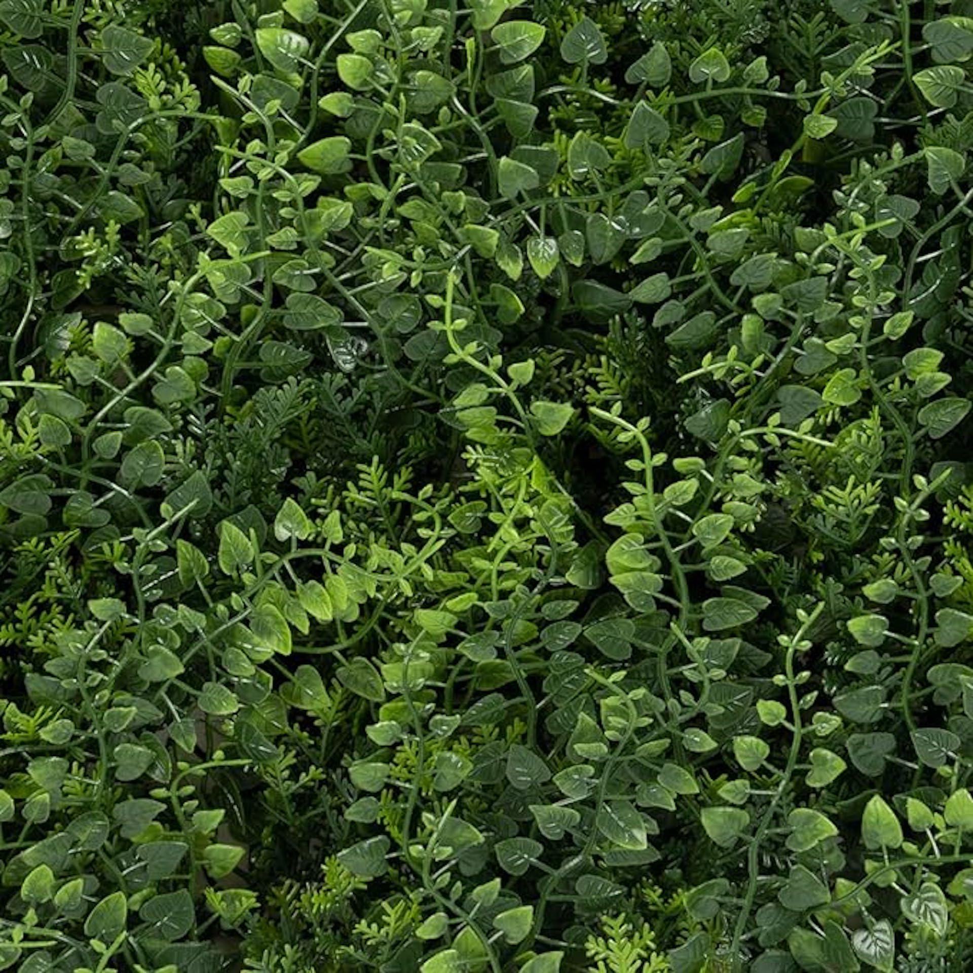 Giardino verticale artificiale per esterni e interni, parete vegetale artificiale, confezione da 4 pannelli, 50 x 50 cm (1 m²), protezione UV, design moderno, edera tropicale, pianta