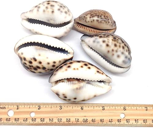 Miniatura 13 de PEPPERLONELY 5 conchas de mar de huevo común Cowrie, conchas de cauri blancas brillantes, 2 pulgadas ~ 3 pulgadas 2a#. Conchas de huevo Cowrie de 2