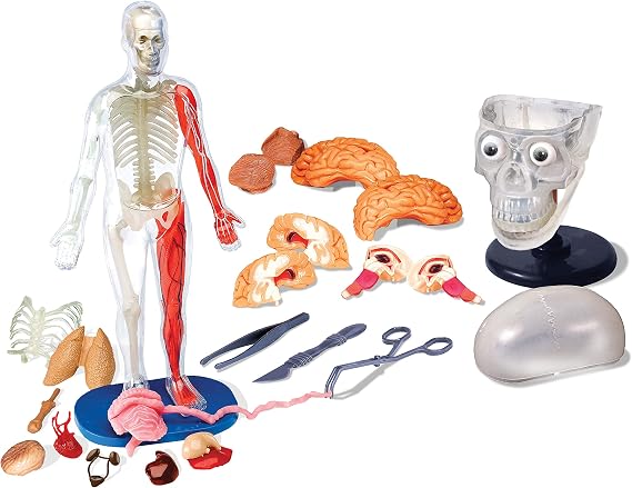 SMARTLAB Toys Totally Squishy from Head-to-Toe - 60 Pieces - 36 Removable Parts - 12 Human Body Model & Stand - 24-Page Illustrated Book - Includes Glowing Eyeballs!