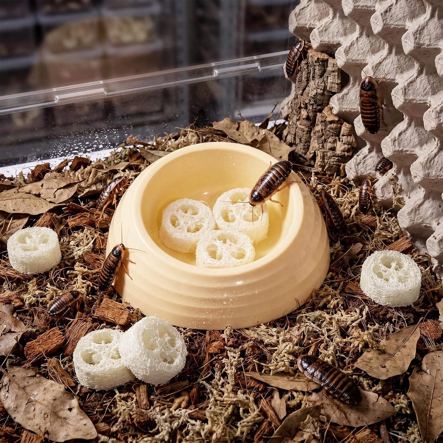 2pcs Extra Large Dubia Roach Water Dish with 6pcs Luffa Inserts Water Bowl for Dubia Roach Container Springtails Cricket Setups Ideal Accessory for Insect Rearing