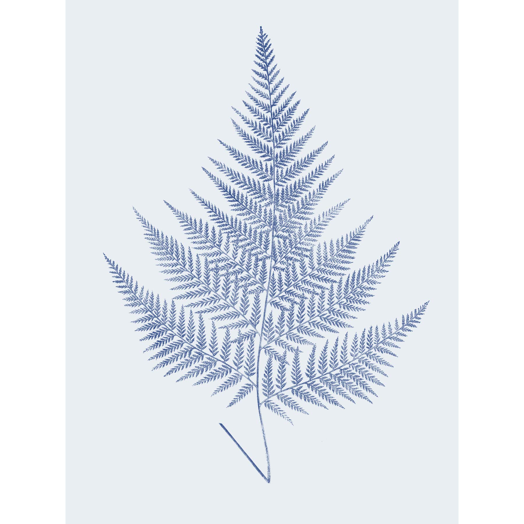 Wee Blue Coo Botanics Cobalt Fern Eppusum Art Print Poster Wall Decor