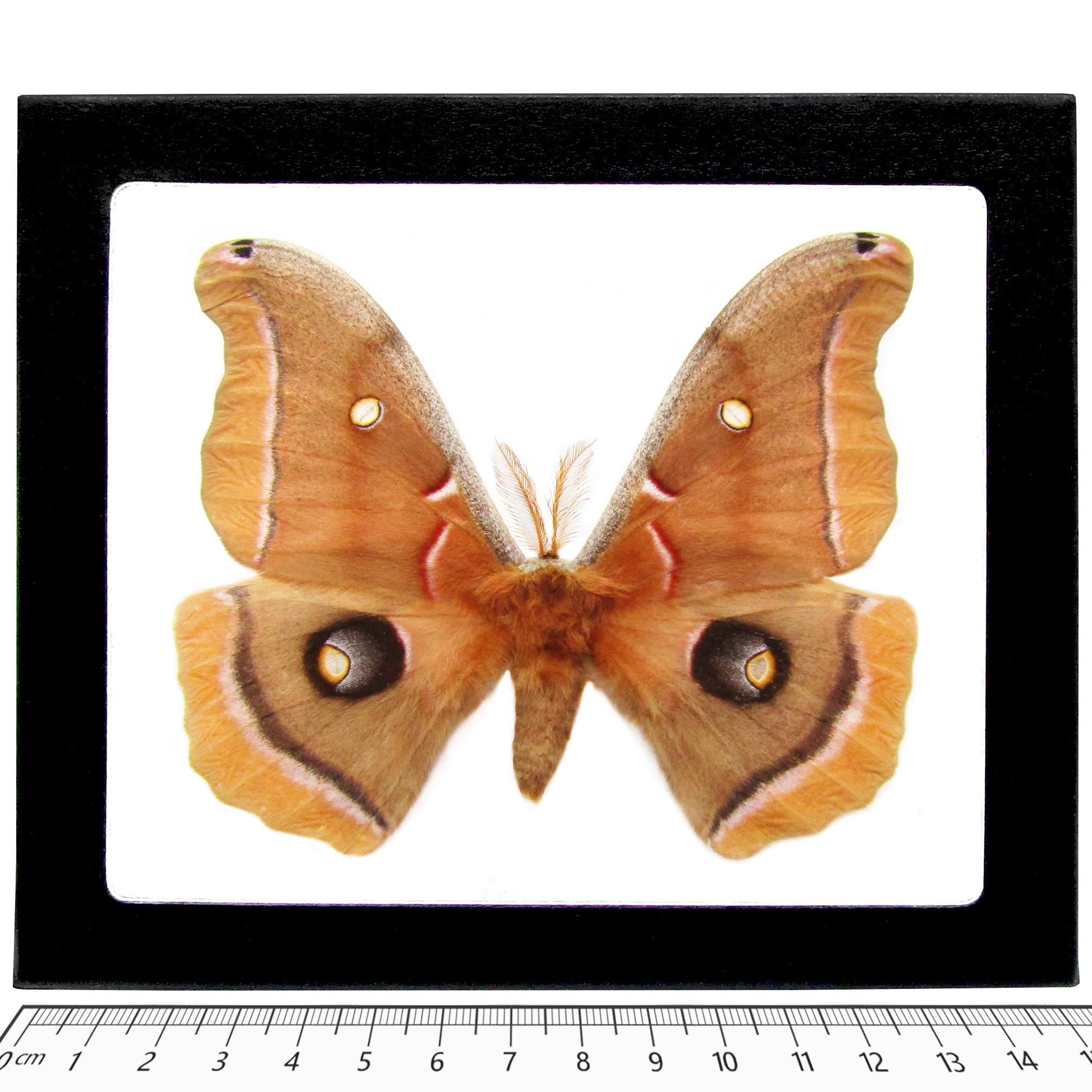 BicBugs Antheraea Polyphemus Male Saturn Moth USA Framed
