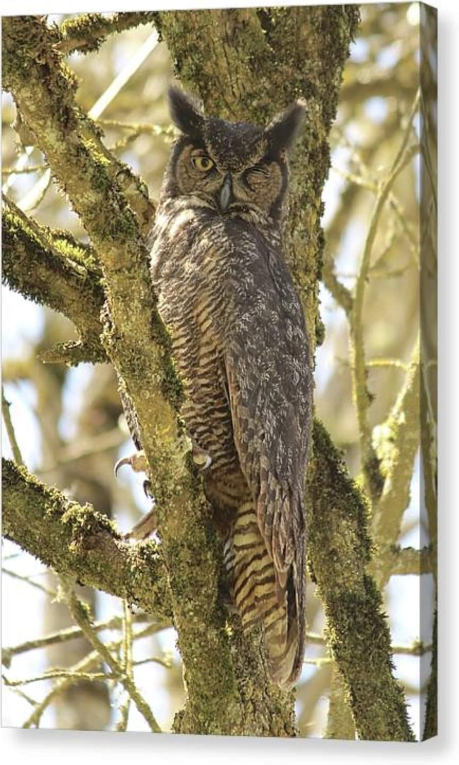 Funny Bird Photography on CANVAS Great Horned Owl Photograph Woodland Art Print Wink Ready to Hang 8x12 12x18 16x24 20x30