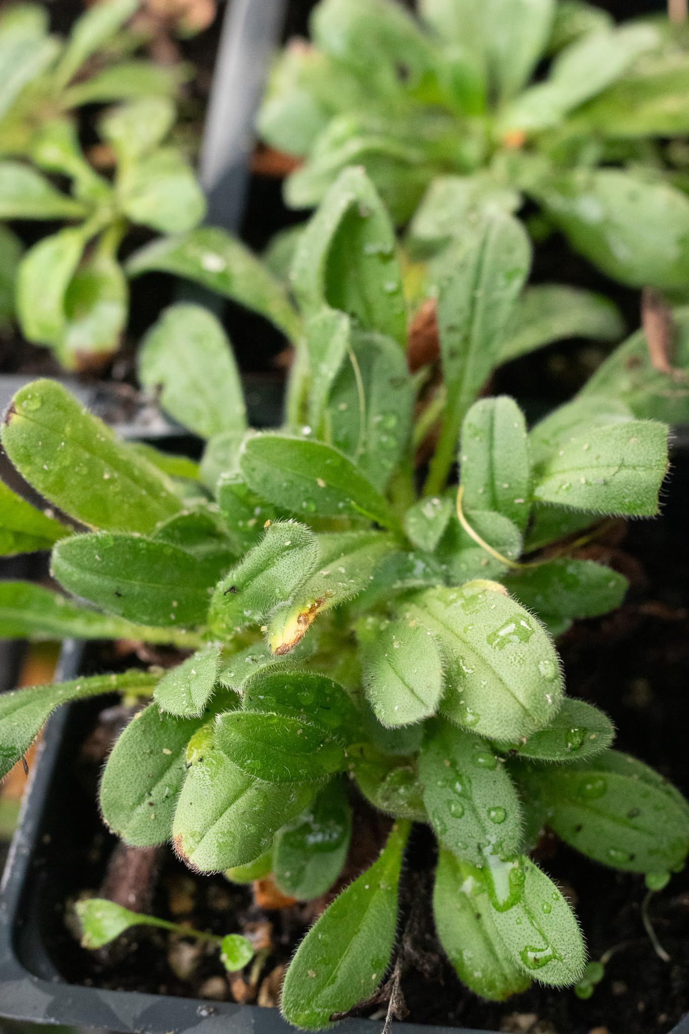 Semillas De Nomeolvides (200 Unidades): Flores Resistentes Para Balcón, Jardín O Interior. Fáciles De Cultivar.