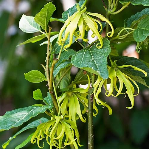 Miniatura 3 de CHUXAY GARDEN Ylang Ylang Semillas para plantar al aire libre Cananga Odorata Árbol 3 semillas de árbol de hoja perenne Plantas tropicales altamente