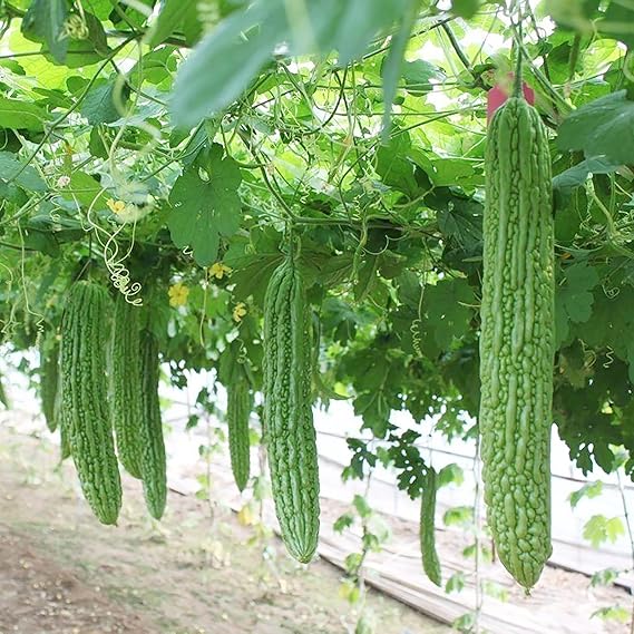 YEGAOL GARDEN 30Pcs Bitter Gourd Seeds NonGMO Perennial