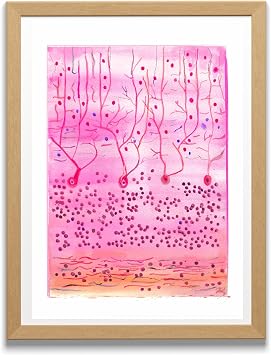 MEDPAPERS Cerebellar Cortex Histology Art Print 5x7 in