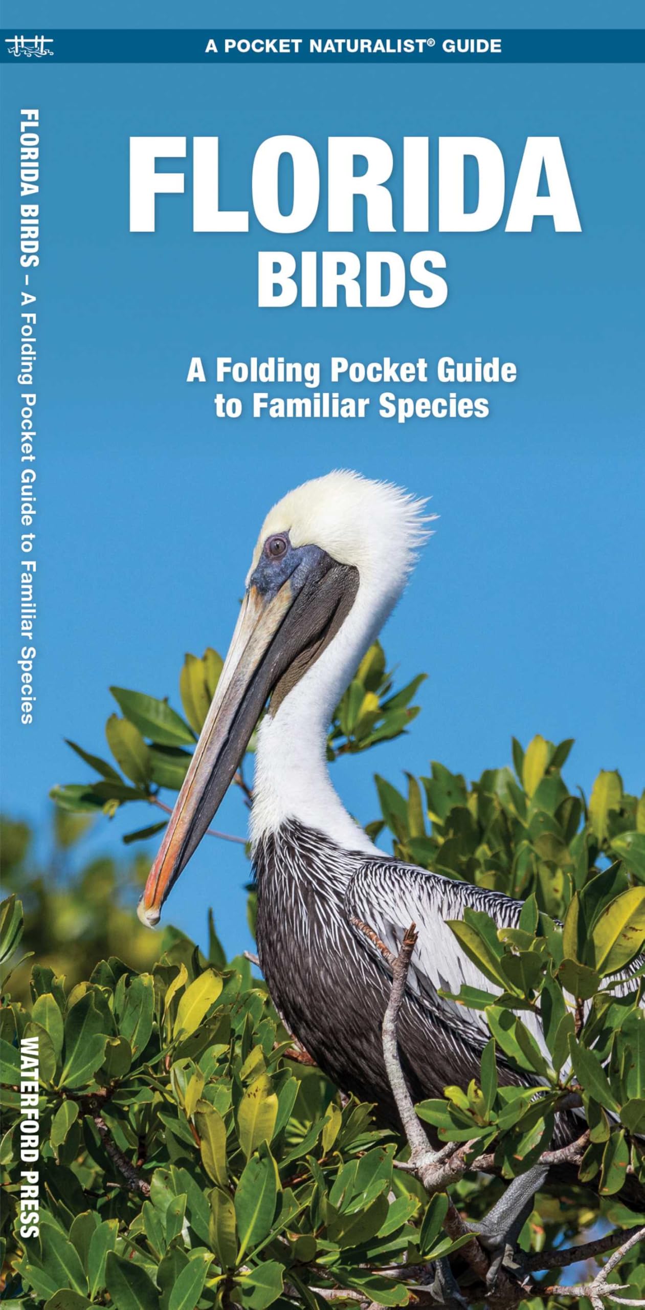 Florida Birds: A Folding Pocket Guide to Familiar Species (A Pocket Naturalist Guide) (Pocket Naturalist Guide Series)