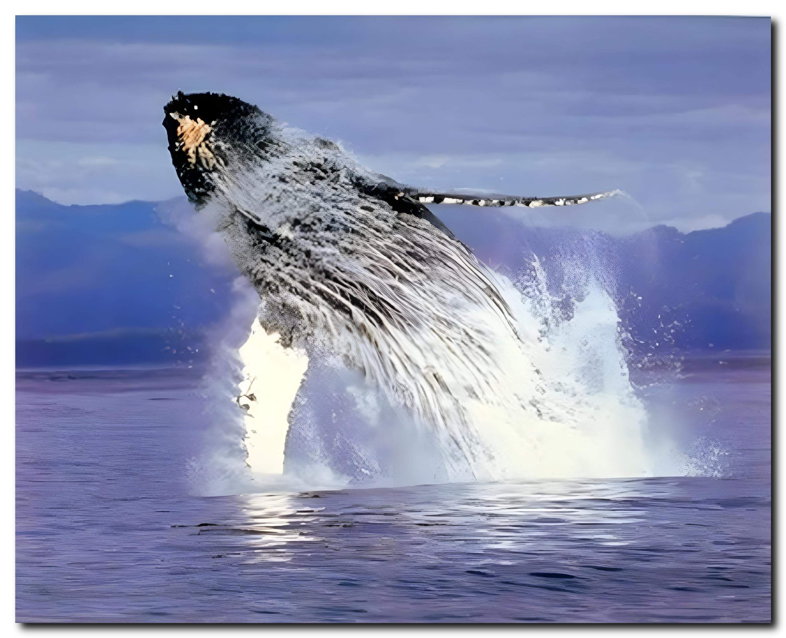 Amazon.com: Humpback Sea Whale Ocean Animal Wall Decor Art Print