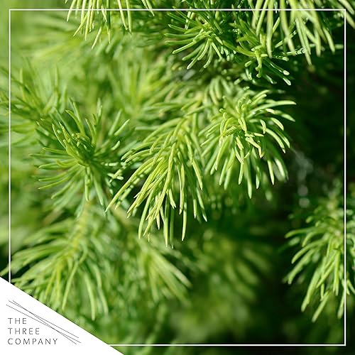 Miniatura 2 de Live Norfolk Island Pine Tree  Decoración de mesa  10 pulgadas de alto por 4 pulgadas de ancho en cubierta decorativa