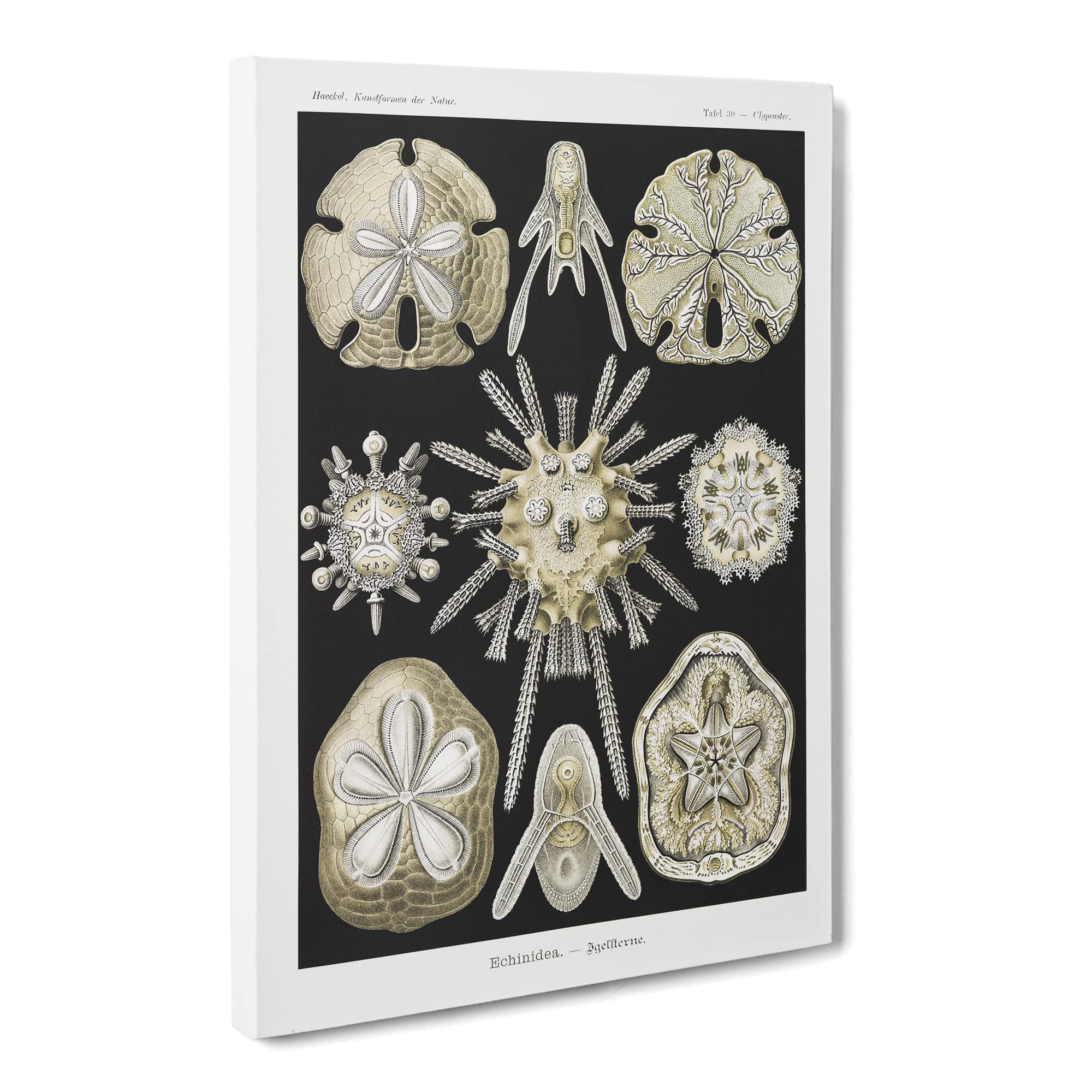 Echinoida Sea Urchin Vol.1 By Ernst Haeckel Canvas Print, Mixed, 25L x 50W cm