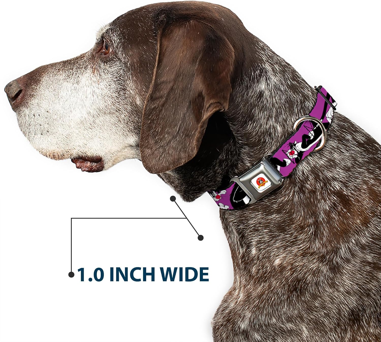 Dog Collar Seatbelt Buckle Sylvester The Cat Poses Purple 9 to 15 Inches 1.0 Inch Wide