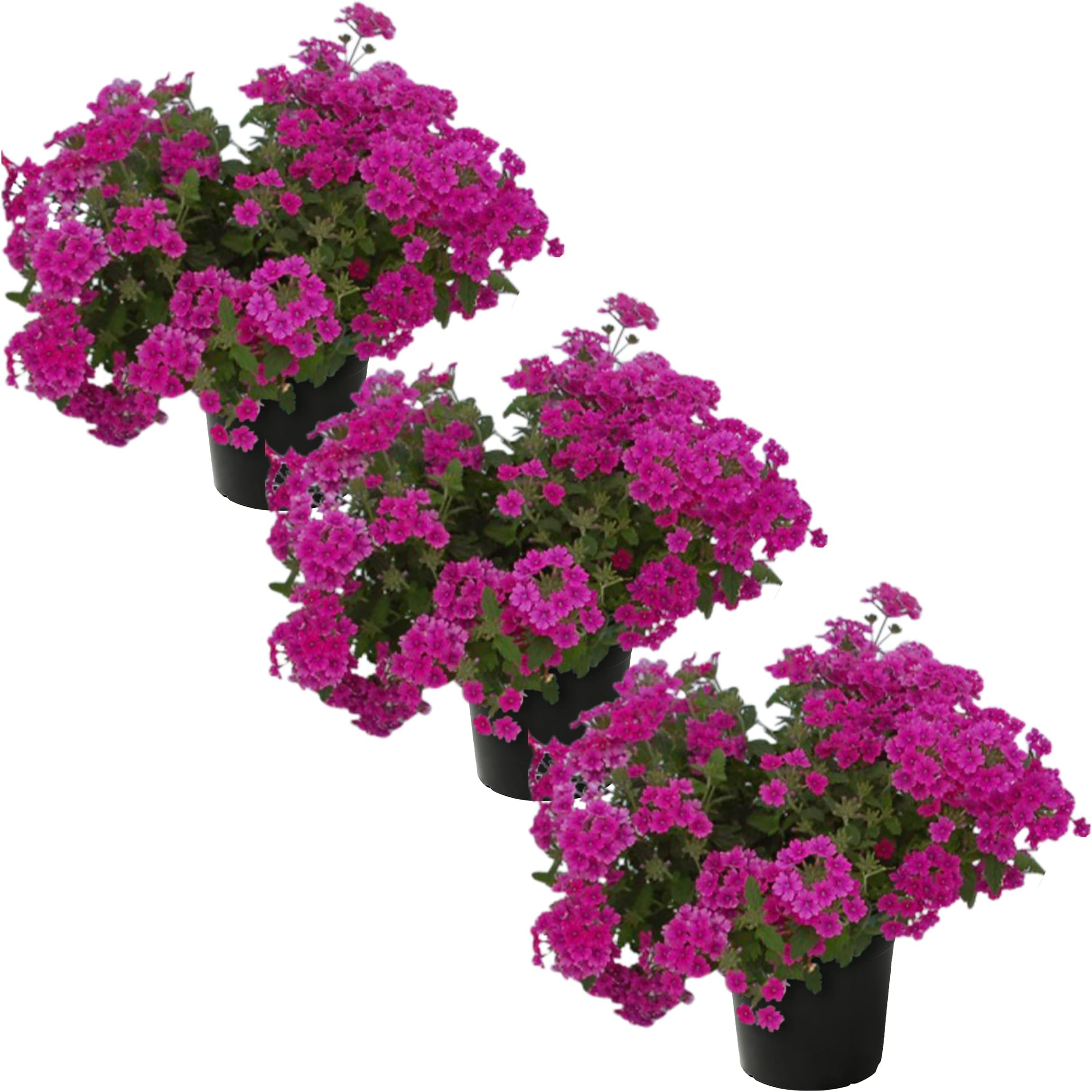 Amazon.com: Live New Guinea Impatiens Plant - Shades of Purple (3 ...