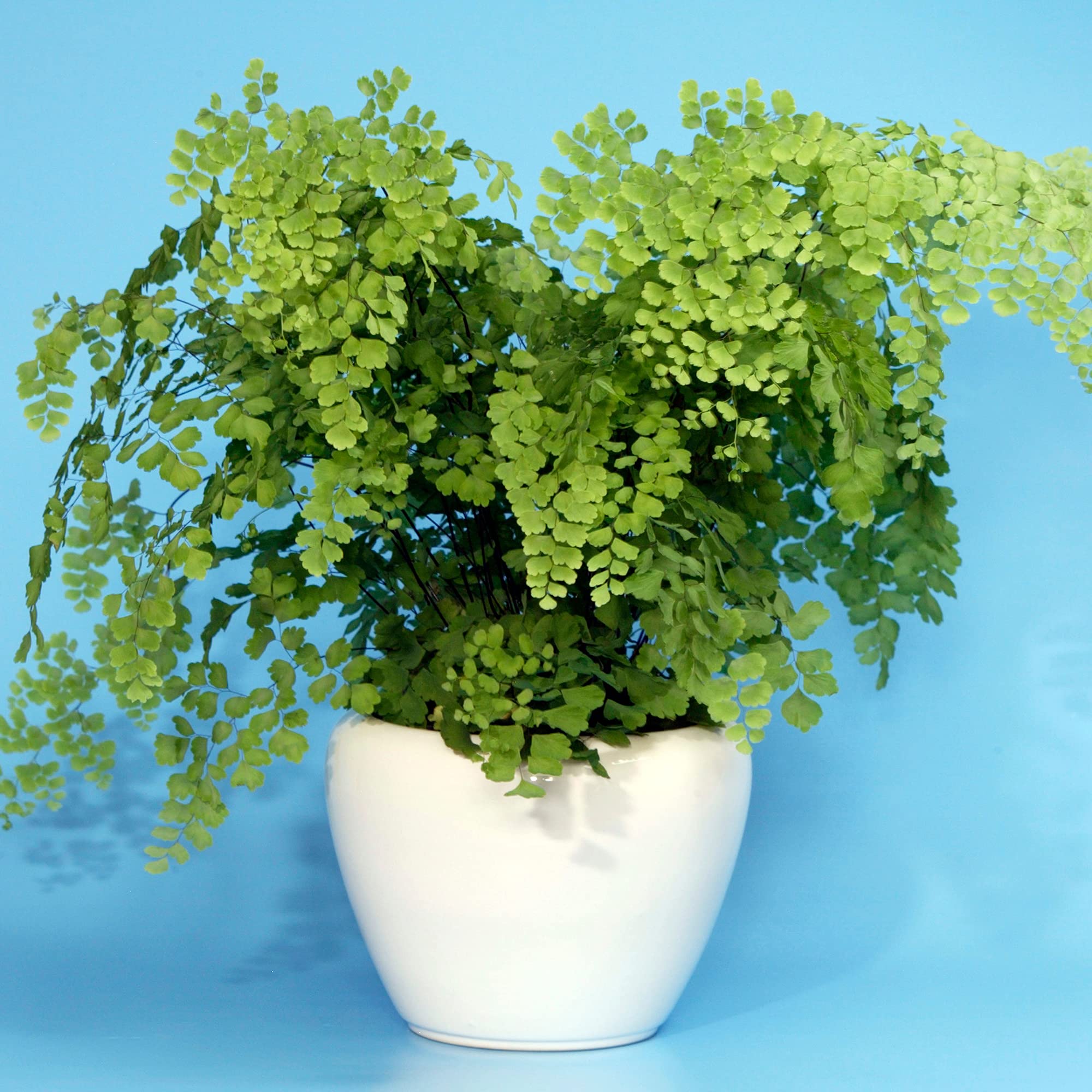 chinesische zimmerpflanzen Pilea peperomioides | Glckstaler