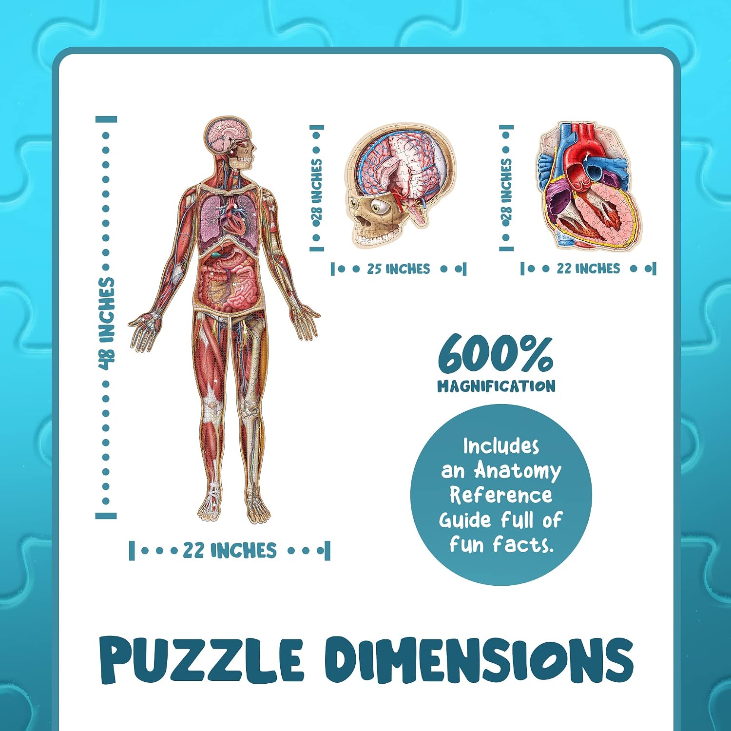 Human Anatomy Kids Puzzles Bundle - 100 Piece Floor Puzzles of the Human Body, Human Brain, and Human Heart image 4