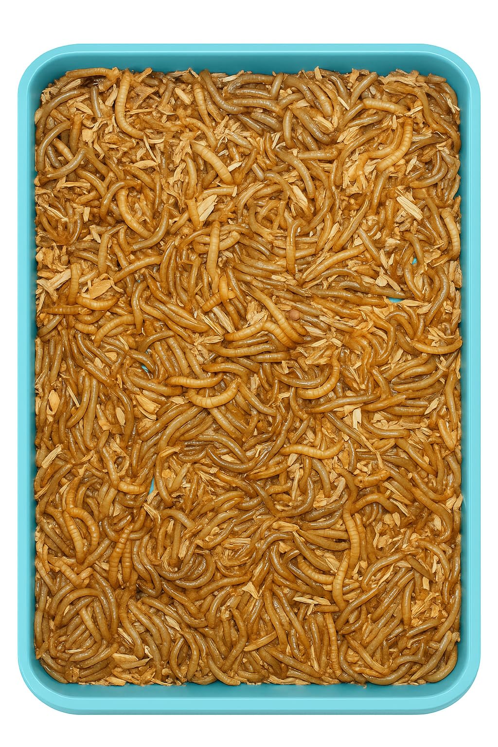 live mealworms (1080 pcs)