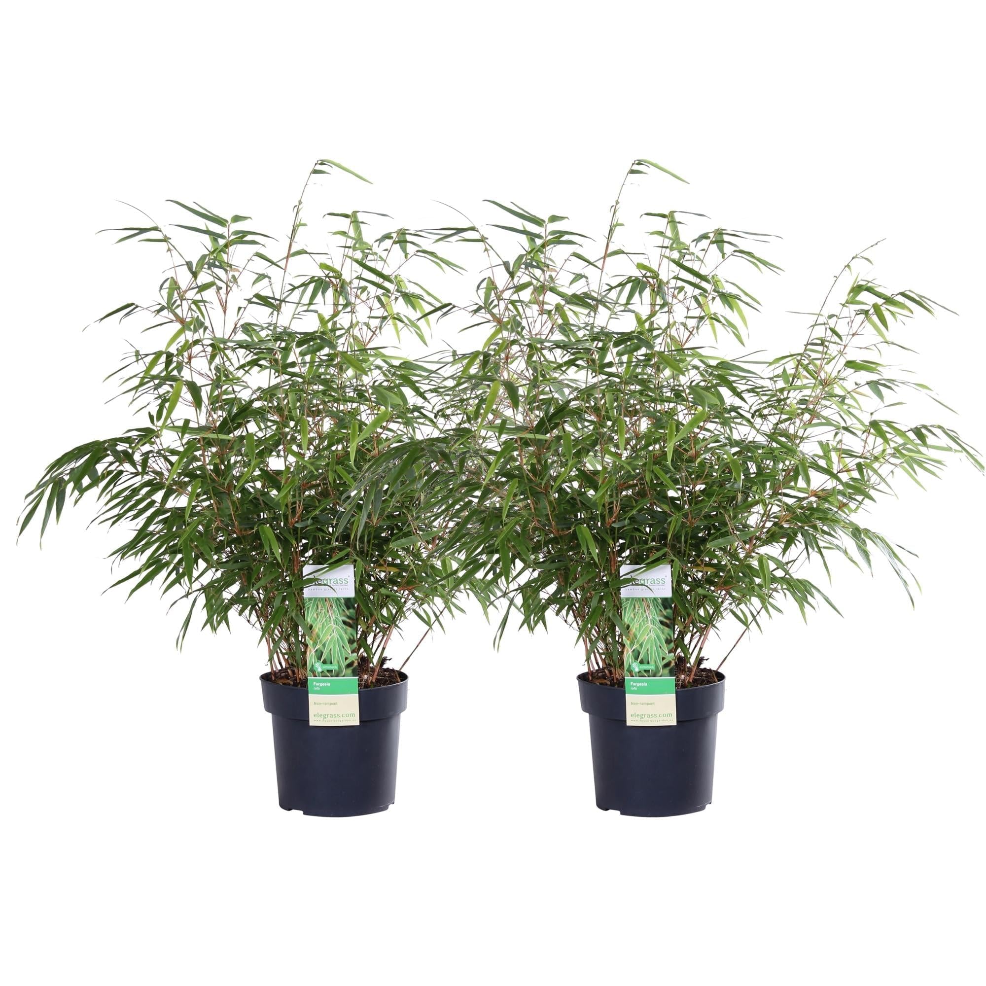 Fargesia Rufa – 2 Stück