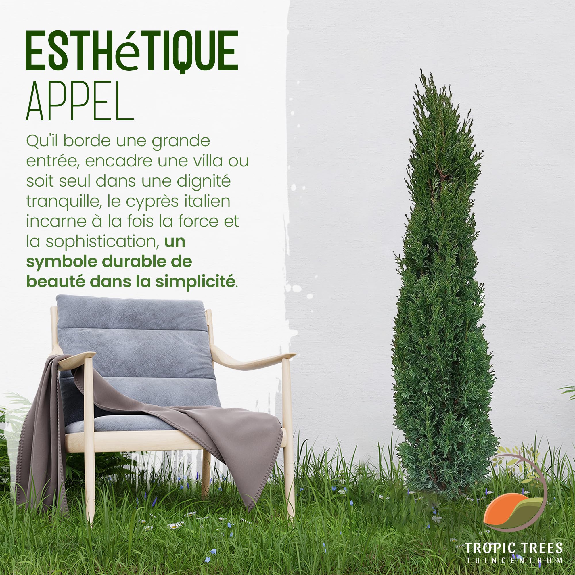 Tropictrees Cypres d'Italie Rustique - Cupressus Semperviren avec 120 cm de Hauteur - Véritable Arbre pour l'intérieur et l'extérieur - Plante Exterieur Jardin en Pot