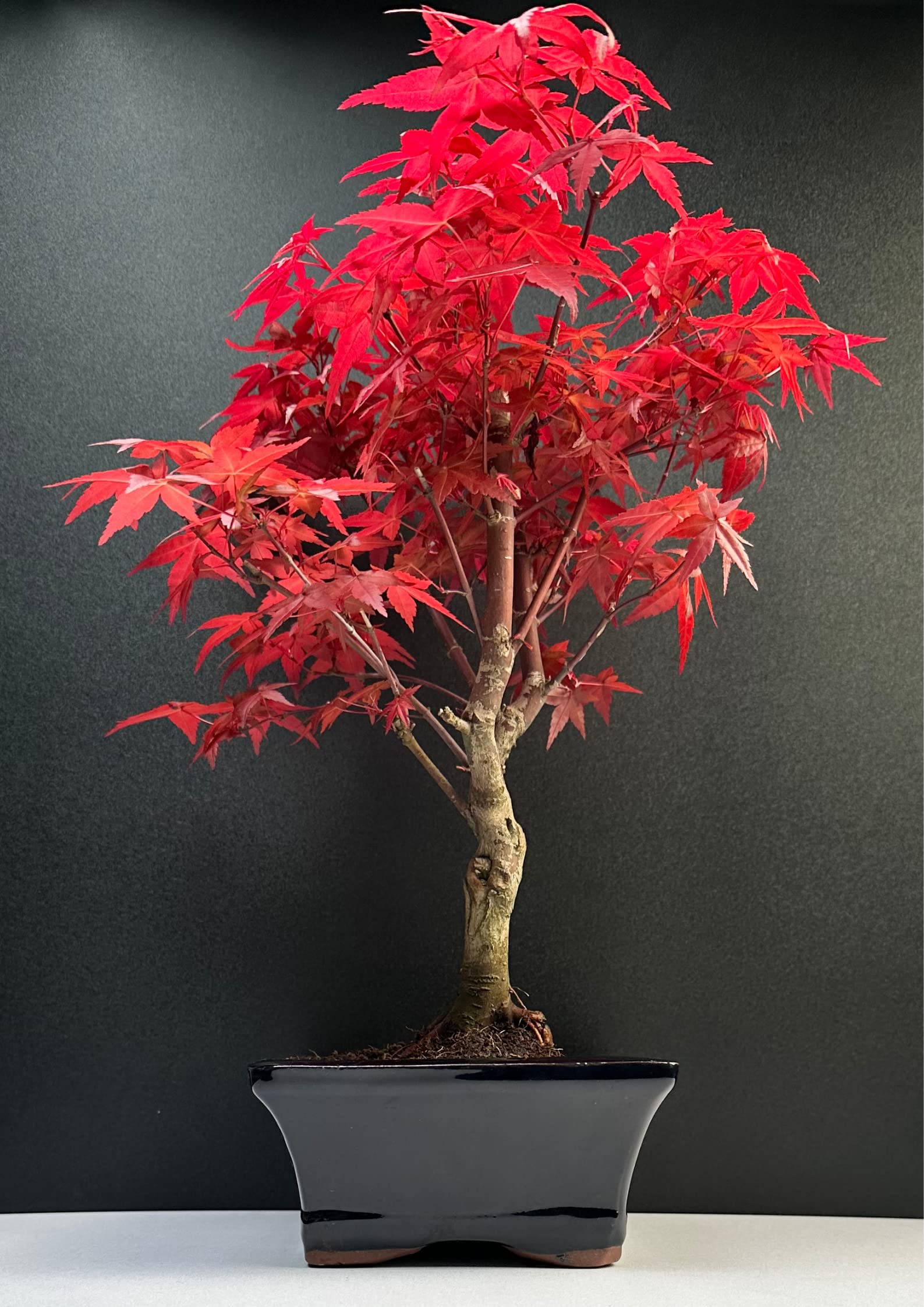 Bonsai mit Keramik Blumentopf - 20 cm Schale ca. 6 Jahre, Acer Deshojo/Japanischer Fächerahorn - Acer (Ahorn) Bonsai/Ligustrum, Ficus, Carmona, Podocarpus, Chinese elm - ca. 9-11 Jahre
