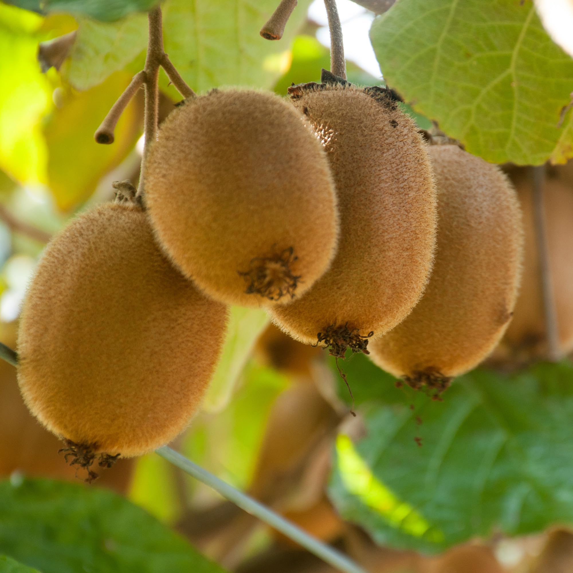 Plant de Kiwi Actinidia Hayward – Plante Fruitière Vigoureuse en Pot, Prête à Planter au Jardin