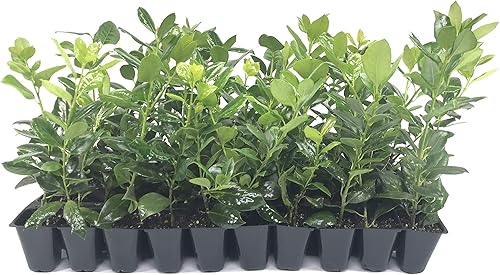 Nellie R. Stevens Holly - 15 plantas vivas - Cobertura de privacidad de hoja perenne