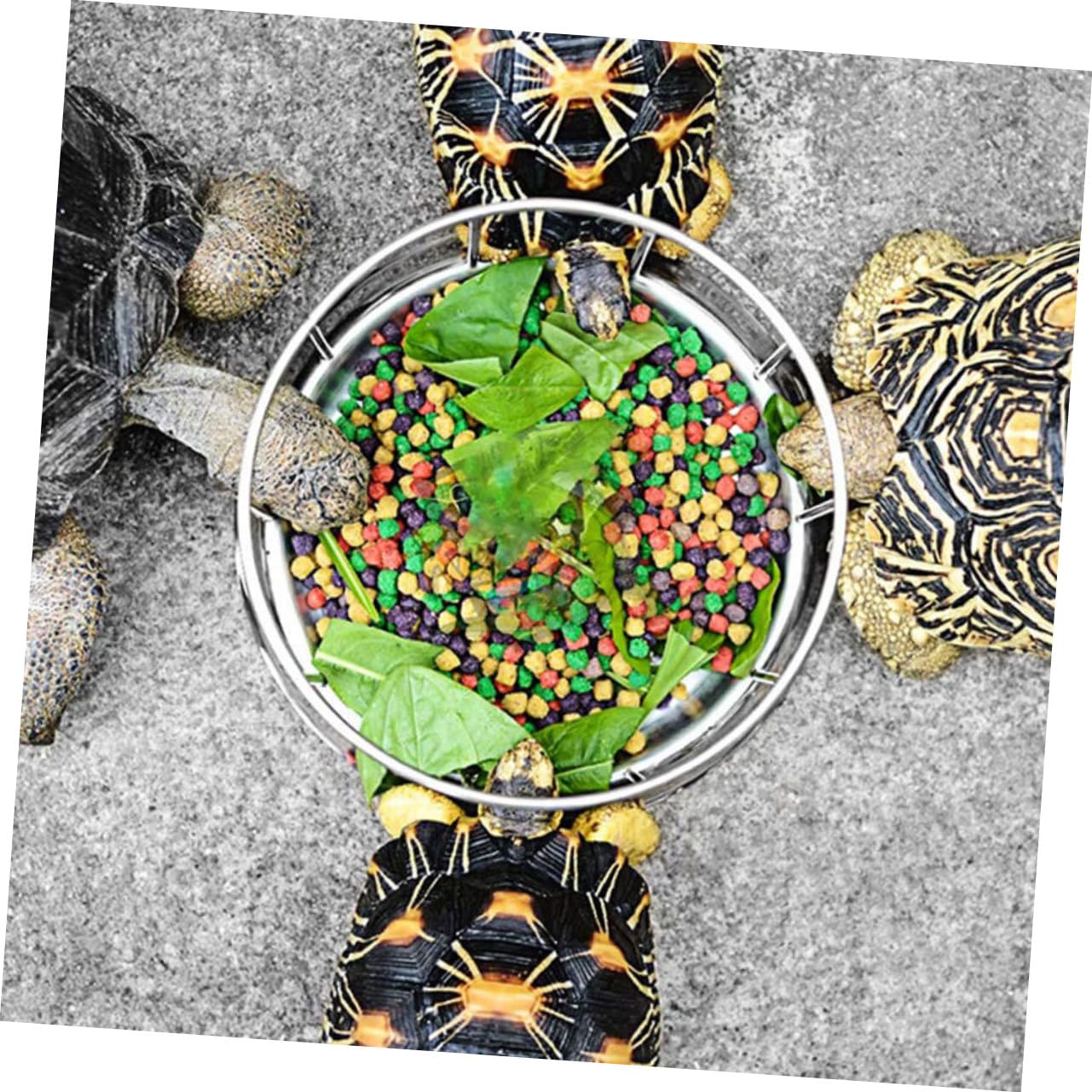 Mangiatoia per Tartarughe Design Pratico in Acciaio Inossidabile, Ciotola Rotonda Antiruggine per Cibo e Acqua per Rettili