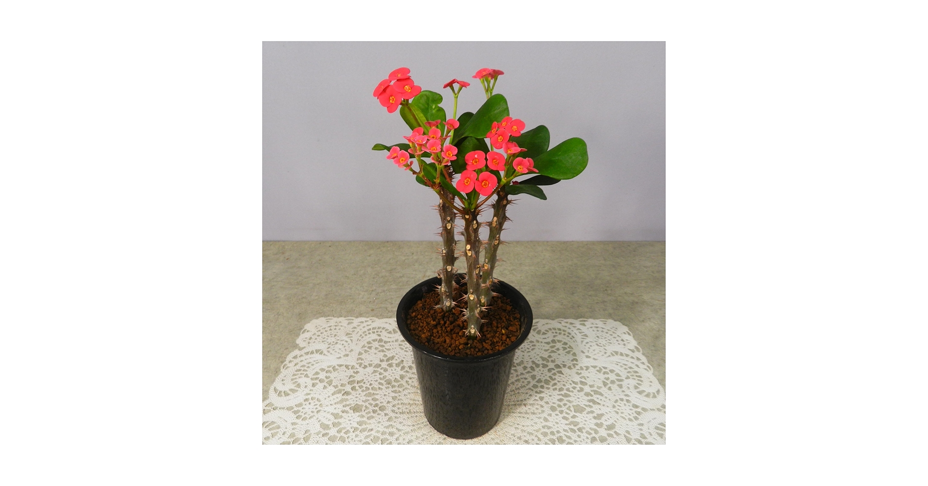 Amazon.co.jp: 【一起園芸】花麒麟・ハナキリン◇多肉植物・観葉
