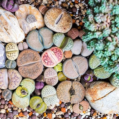 Miniatura 5 de 30 plantas vivas de Lithops surtidas, grandes piedras vivas de Lithops, plantas suculentas para plantar, plantas Lithop vivas, mezcla de suculentas