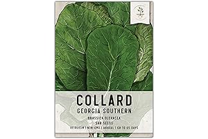 Seed Needs 1 Pack Non-GMO Georgia Southern Collard Green Seeds