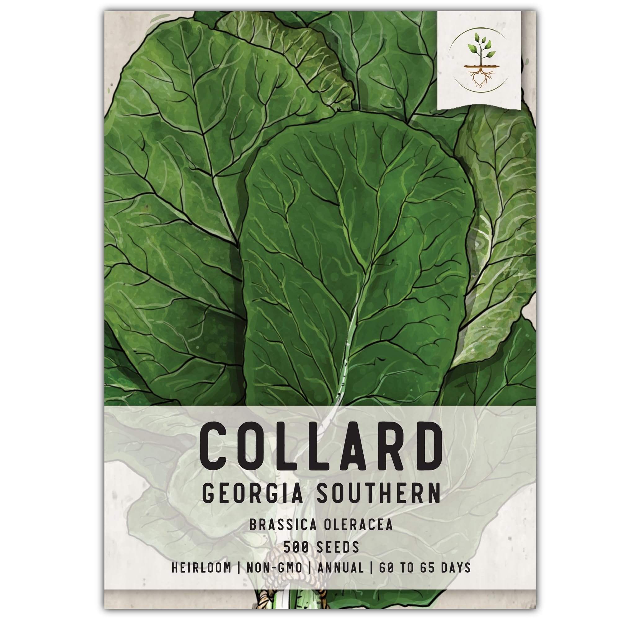 Seed Needs Collard Seeds for Planting Georgia Southern Collards - Non-GMO Heirloom & Untreated Veggie Seed to Plant an Outdoor Home Grown Garden (1 Pack)