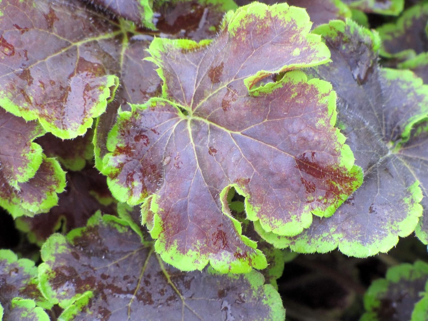 Perennial Farm Marketplace Heucherella 'Solar Eclipse' (Foamy Bells) Perennial, Size-#1 Container, Dark Reddish-Brown Foliage (Pack of 2)