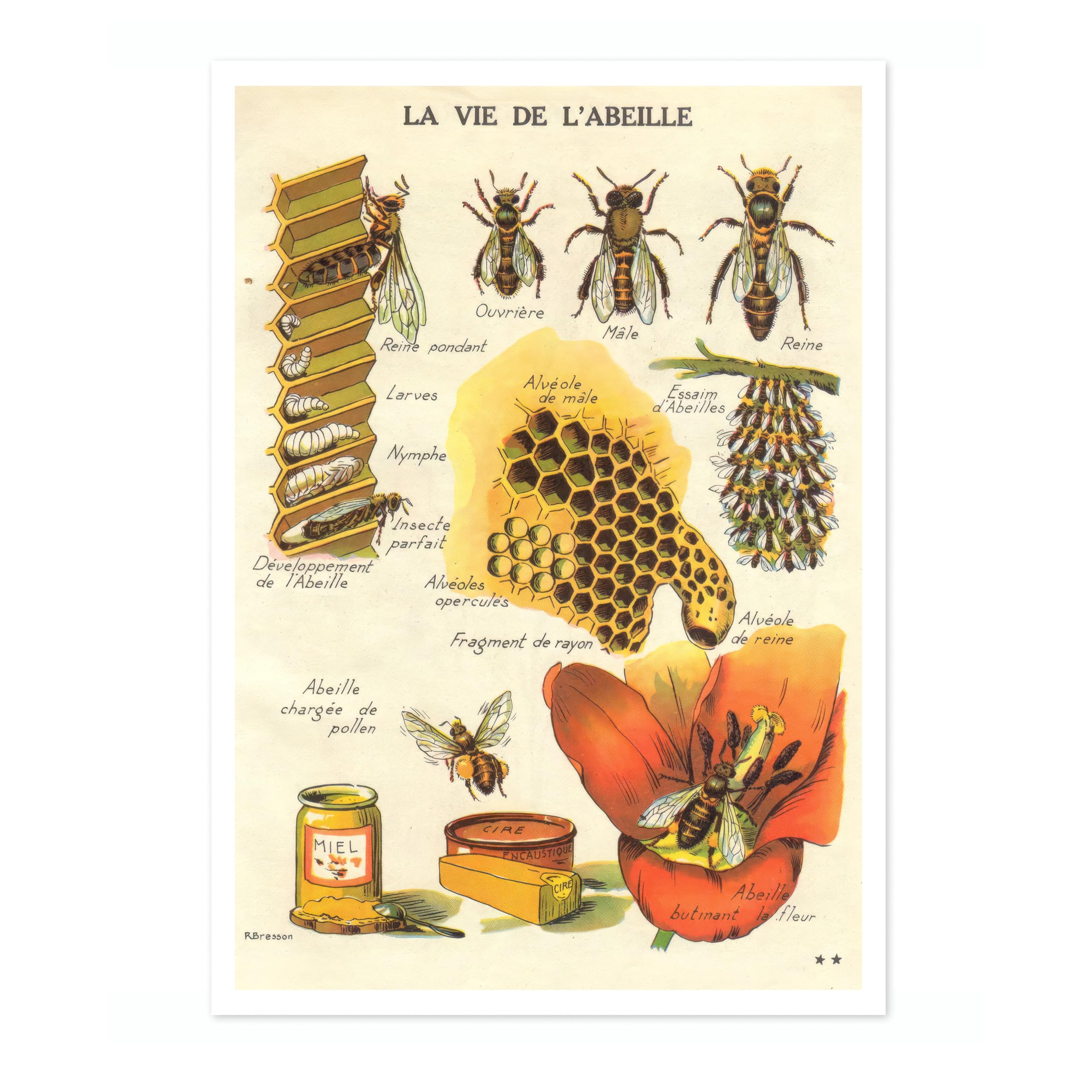 The Life Of A Bee Poster, Vintage Botanical Art Prints, Retro Encyclopedia Illustration Wall Art Plants Botany Pictures, Bedroom Living Room Home Decor, A2 (Print Only) - 59.4x42cm